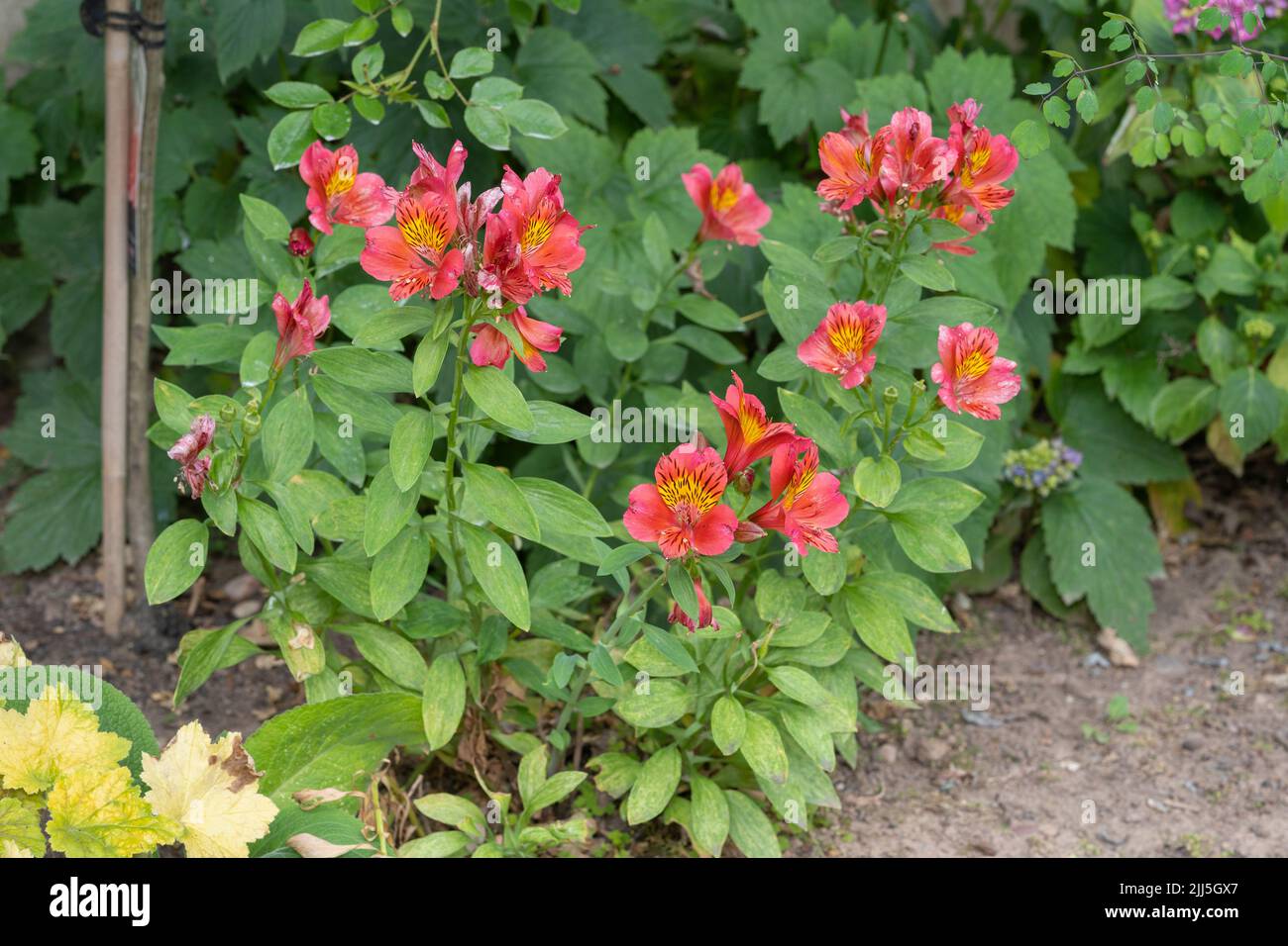 Alstroemeria × hybrida (un hybride aussi connu sous le nom de rose nénuphar péruvien ou lys des Incas) fleurit dans un jardin en Angleterre en juillet Banque D'Images