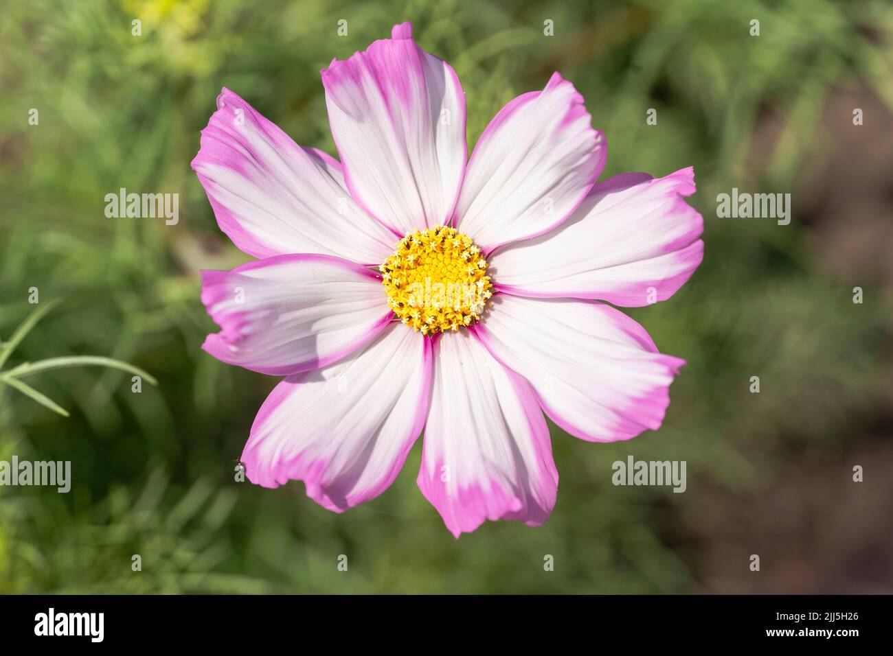 Cosimo Pink-White - un cultivar de Cosmos - bipinnatus a des pétales blancs aux bords roses. Juillet. Worcestershire, Angleterre Banque D'Images