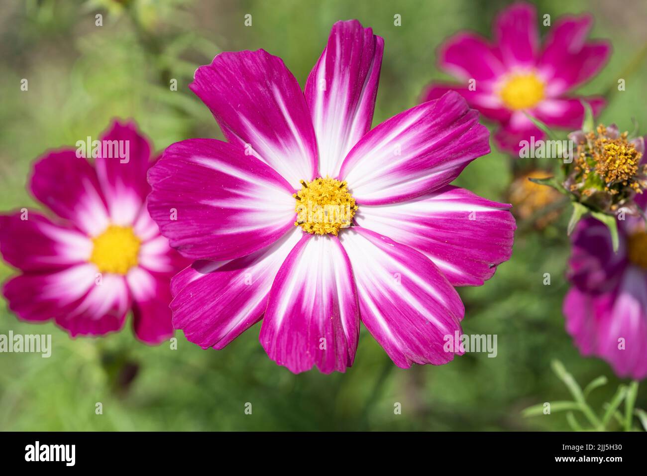 Kings Cosmos Cosimo Rouge-blanc (Cosmos bipinnatus) de la famille des Asteraceae avec fleurs blanches et roses pétale bicolores fleuries en été. Angleterre Banque D'Images