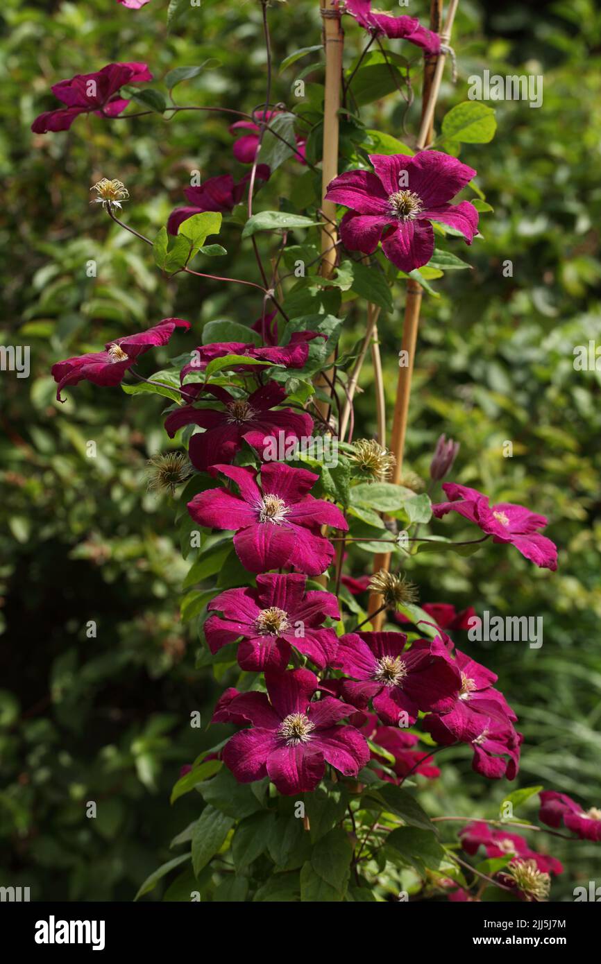 Clématite violet fleurs dans un jardin Banque D'Images