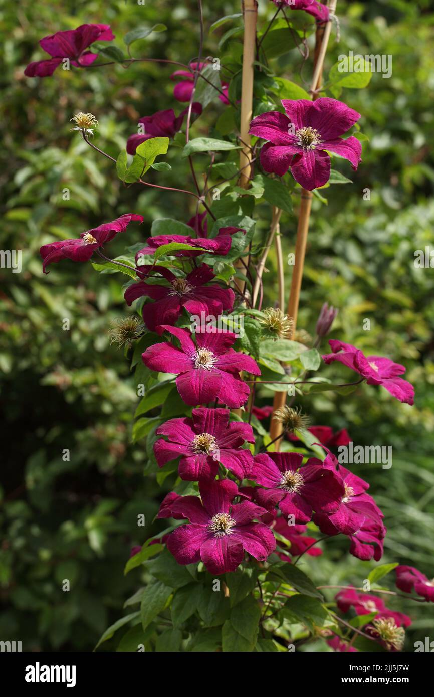 Clématite violet fleurs dans un jardin Banque D'Images