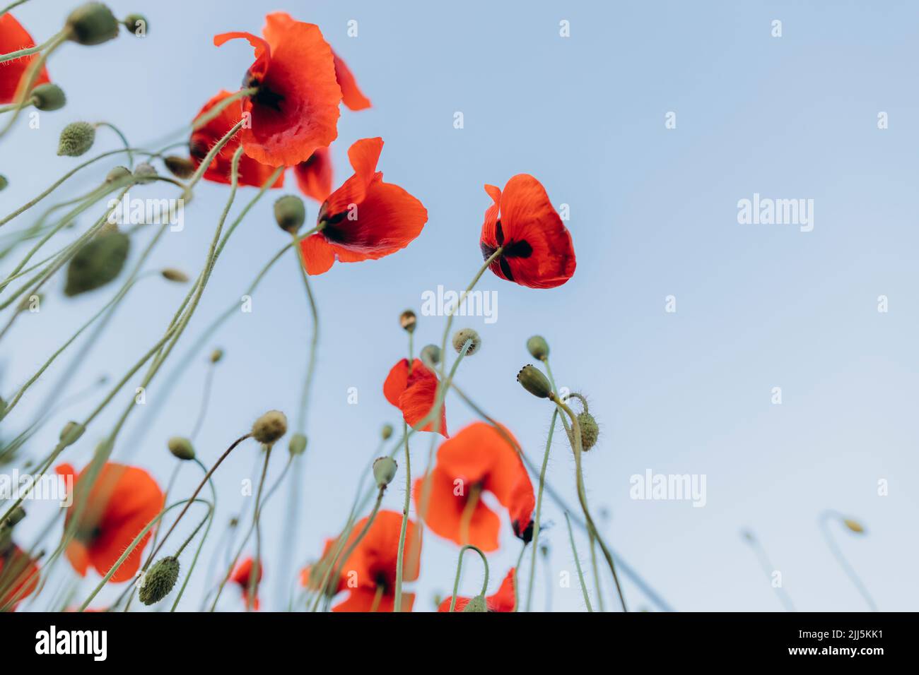 Fleur rouge under blue sky Banque D'Images