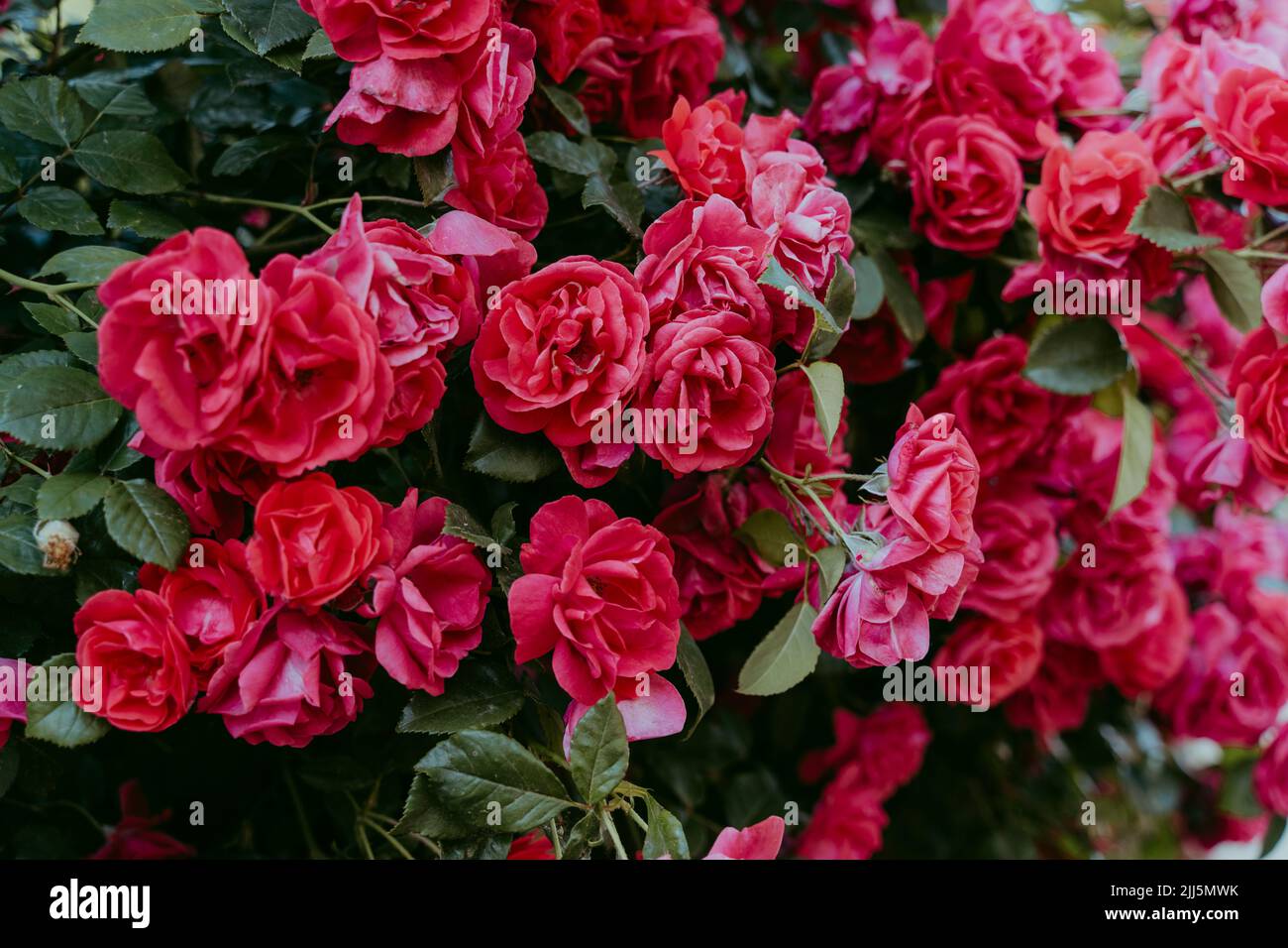 Rose buisson avec roses rouges à fleurs Banque D'Images