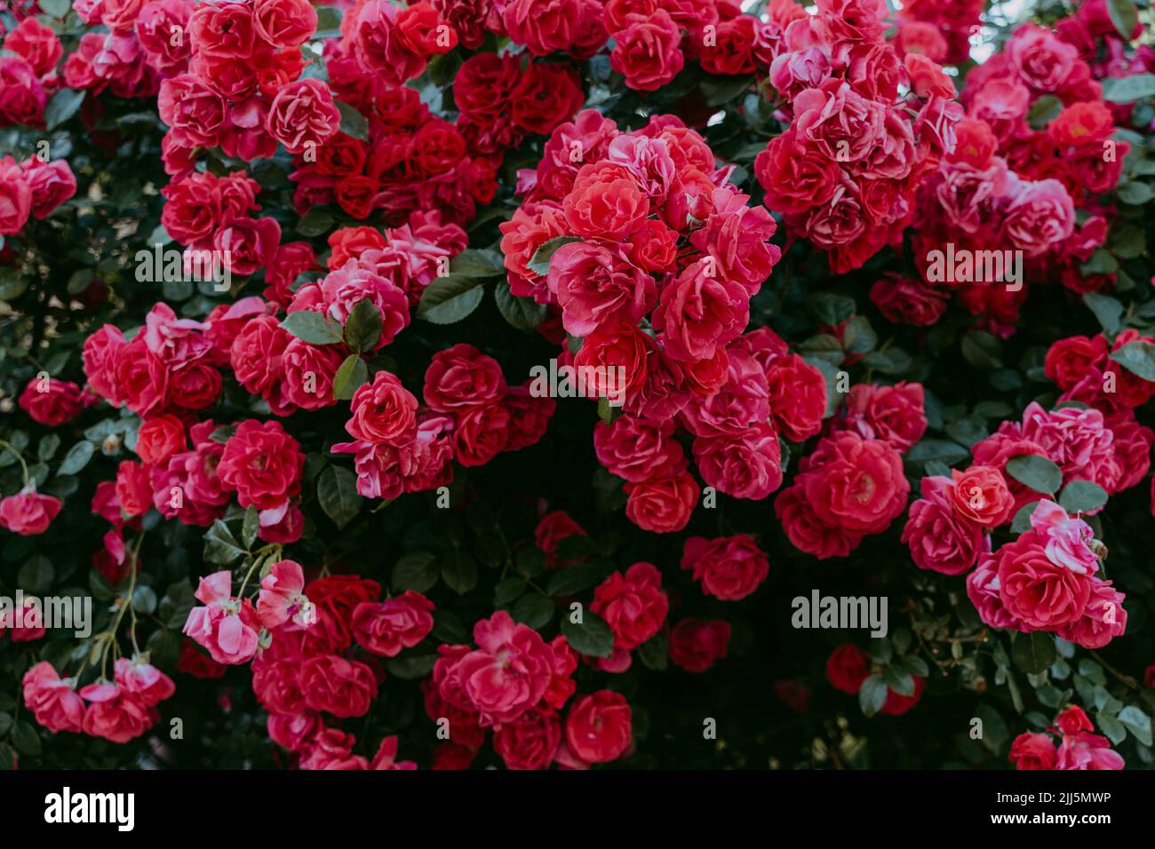 Rose buisson avec roses rouges à fleurs Banque D'Images