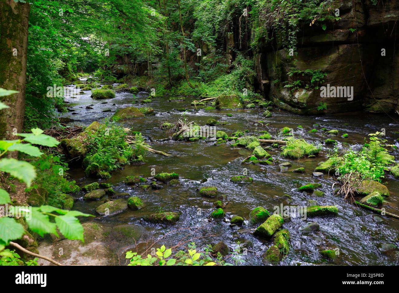 Allemagne, Saxe, fleuve Wesenitz qui traverse la vallée de Liebethaler Grund au printemps Banque D'Images