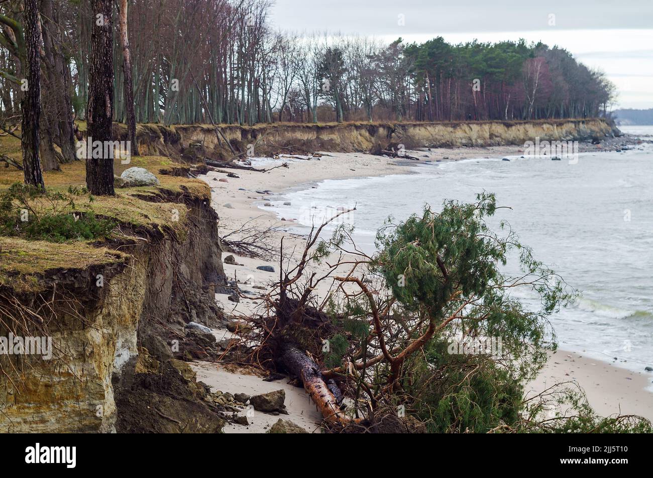 La dévastation après la tempête. Conséquences de la tempête de mer. Les côtes se sont effondrées. Forêt endommagée tombée. Banque D'Images