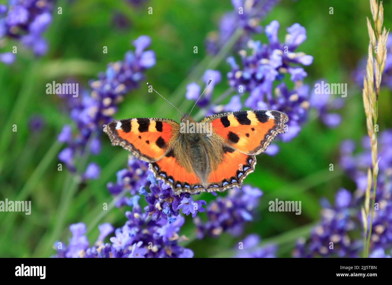 Papillon de couleur orange perçant sur la lavande en fleur Banque D'Images