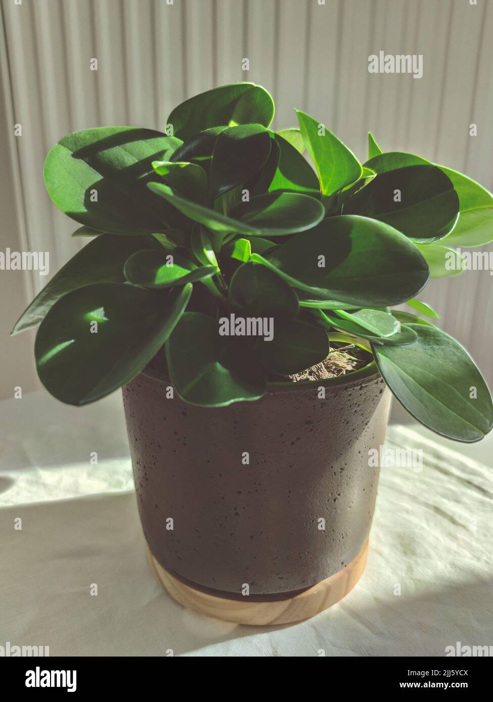 Un pot avec un bravoure bohémien peperomia obtusifolia avec des feuilles vertes Banque D'Images