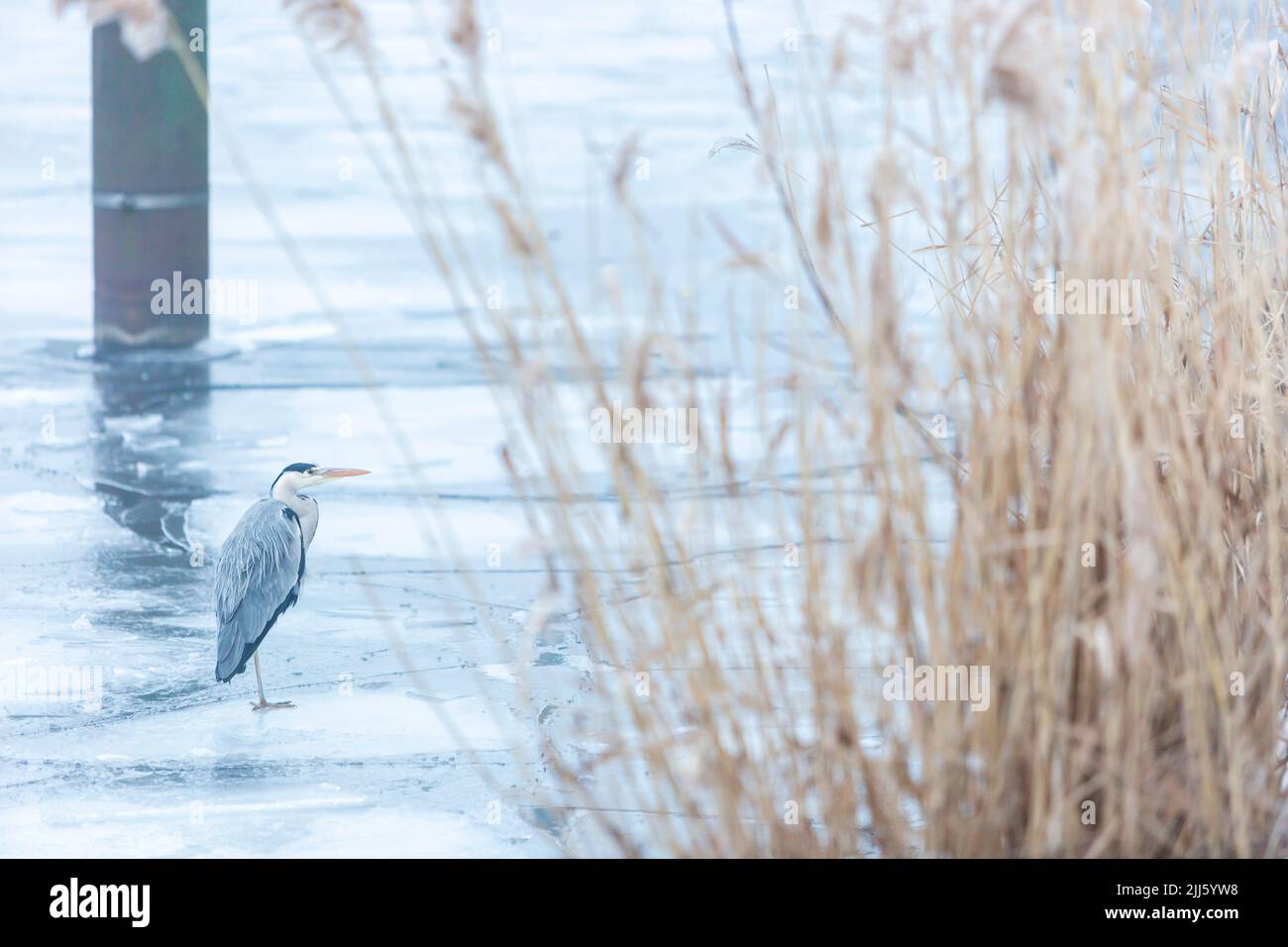 Héron gris (Ardea cinerea) debout sur la surface gelée de la Havel Banque D'Images