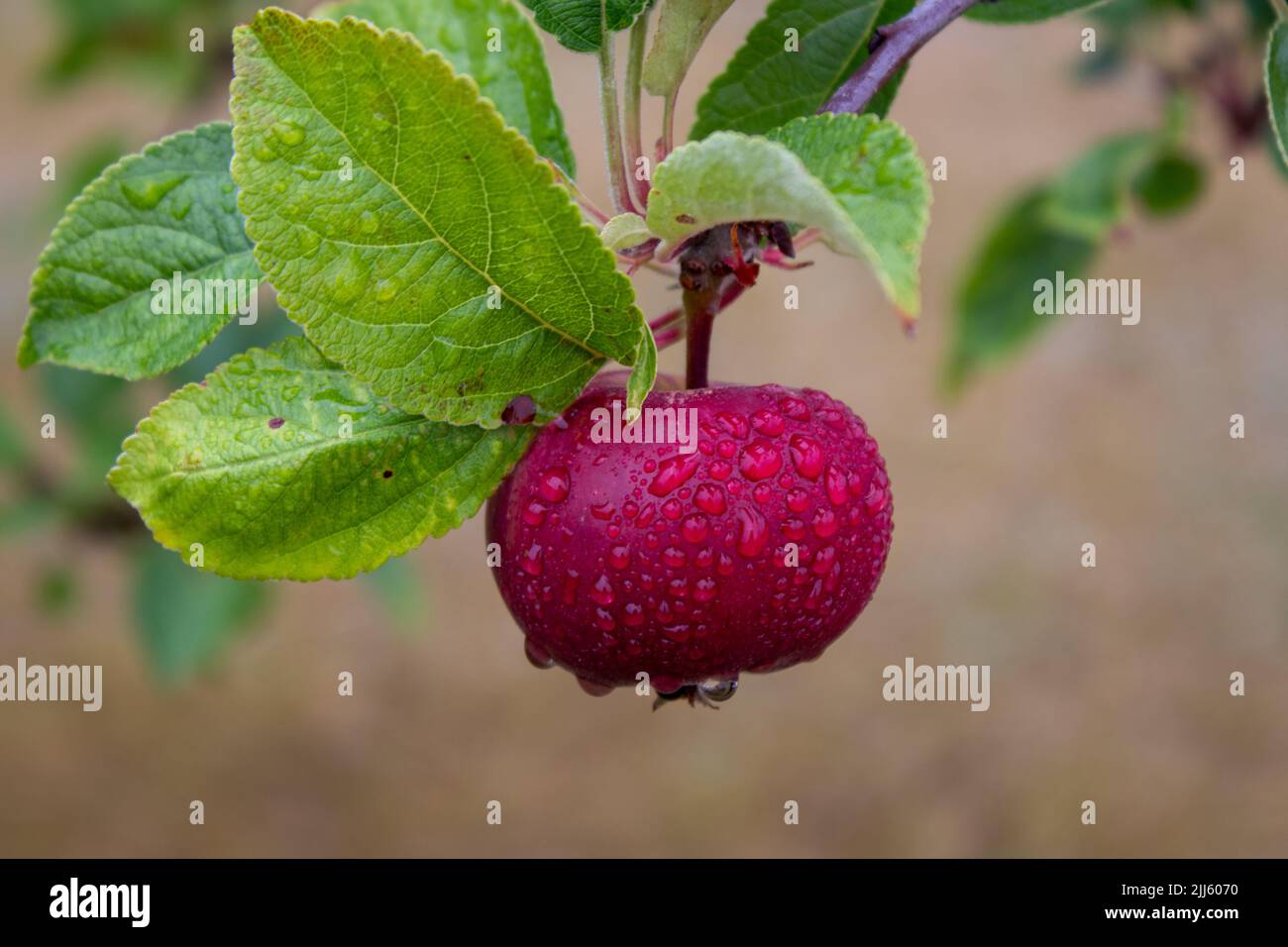 Pomme rouge suspendue sur Une branche d'arbre. Une pomme rouge et ses feuilles vertes sont couvertes de gouttes de pluie. La photo a été prise un jour pluvieux. Banque D'Images