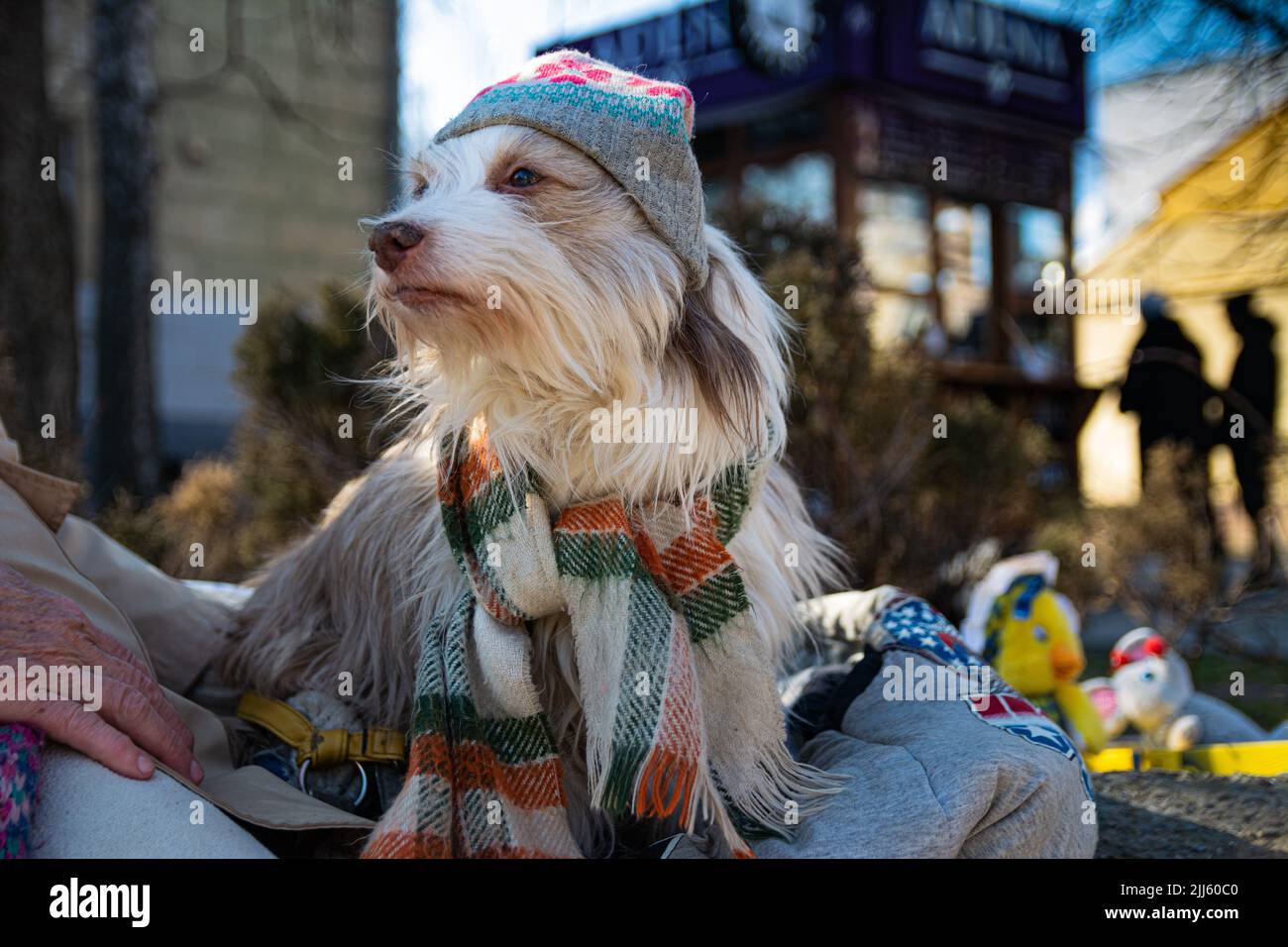Un vieux chien de cirque tirateux dans un chapeau et un foulard est assis dans la rue le jour d'hiver de minuit à côté de sa maîtresse. Banque D'Images