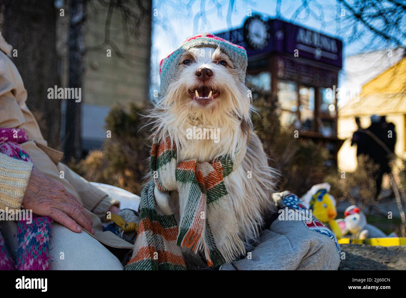 Un vieux chien de cirque tirateux dans un chapeau et un foulard est assis dans la rue le jour d'hiver de minuit à côté de sa maîtresse. Banque D'Images