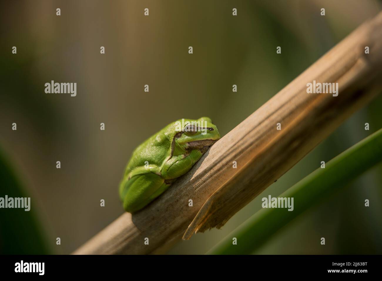 Mâle de la grenouille des arbres européens (Hyla arborea) assis sur une feuille de queue de chat sèche attendant les femelles pendant la saison de reproduction. Faune macro prendre avec beige vert Banque D'Images