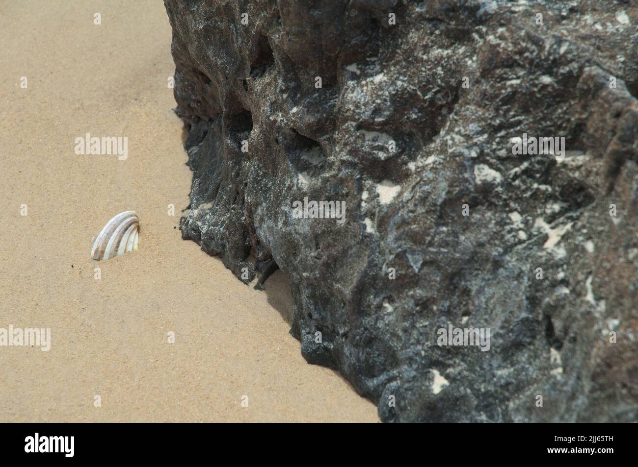 Shell enfoui dans le sable et la roche. Réserve naturelle de Popenguine. Jeu. Sénégal. Banque D'Images