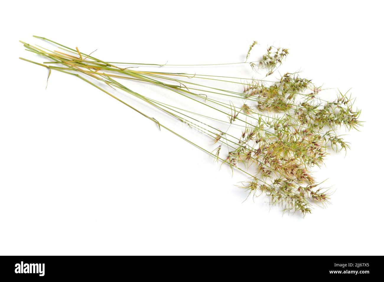 POA bulbosa ou bluegrass bulbeux, herbe-prairie bulbeuse. Isolé sur le b ackground blanc. Banque D'Images