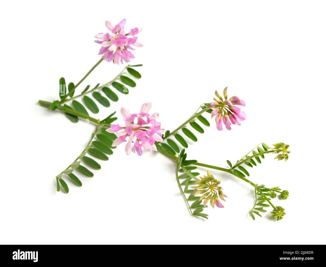 Varia de Securigera ou varia de Coronilla, communément connu sous le nom de crownvetch ou vetch de couronne pourpre. Isolé sur blanc. Banque D'Images