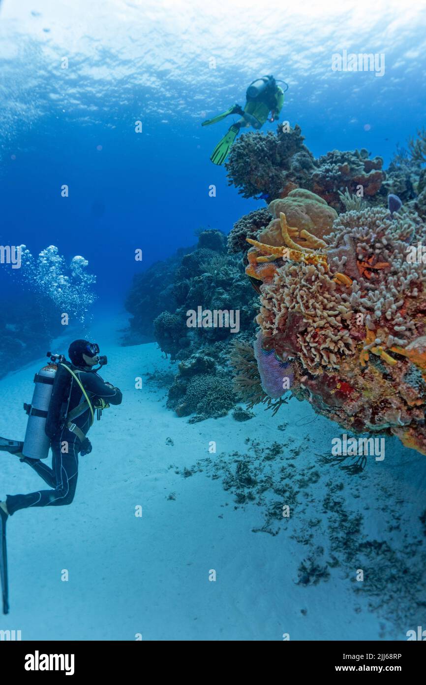 Scène du récif de Cozumel Banque D'Images