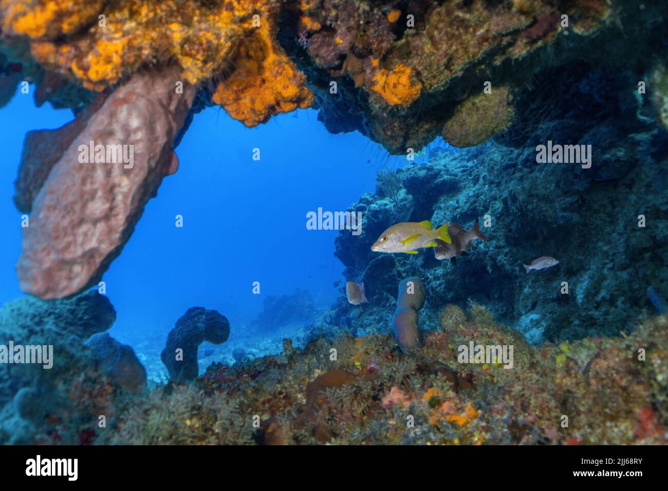 Scène du récif de Cozumel Banque D'Images