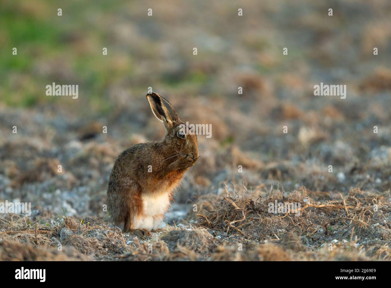 Lièvre européen Lepus europaeus, nettoyage pour adultes, plaine de Salisbury, Wiltshire, Royaume-Uni, Avril Banque D'Images