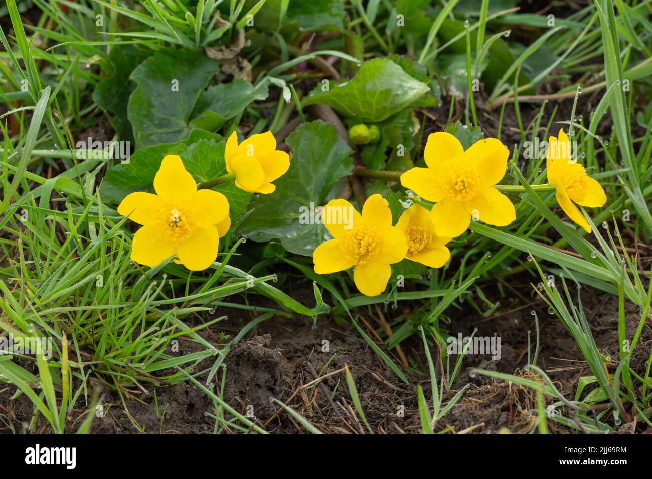 Marsh marigold Maltha palustris, Floraison, Iffley Meadows, Oxfordshire, Royaume-Uni, Avril Banque D'Images