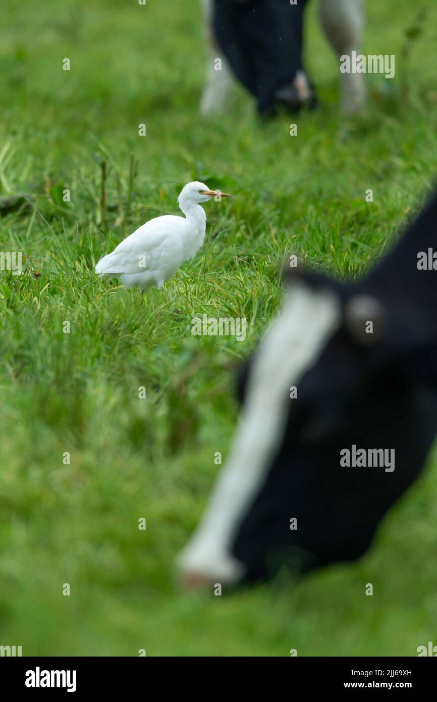 Egret de bétail occidental Bubulcus ibis, dans les terres agricoles des bovins d'élevage, Westhay, Somerset, Royaume-Uni, mai Banque D'Images