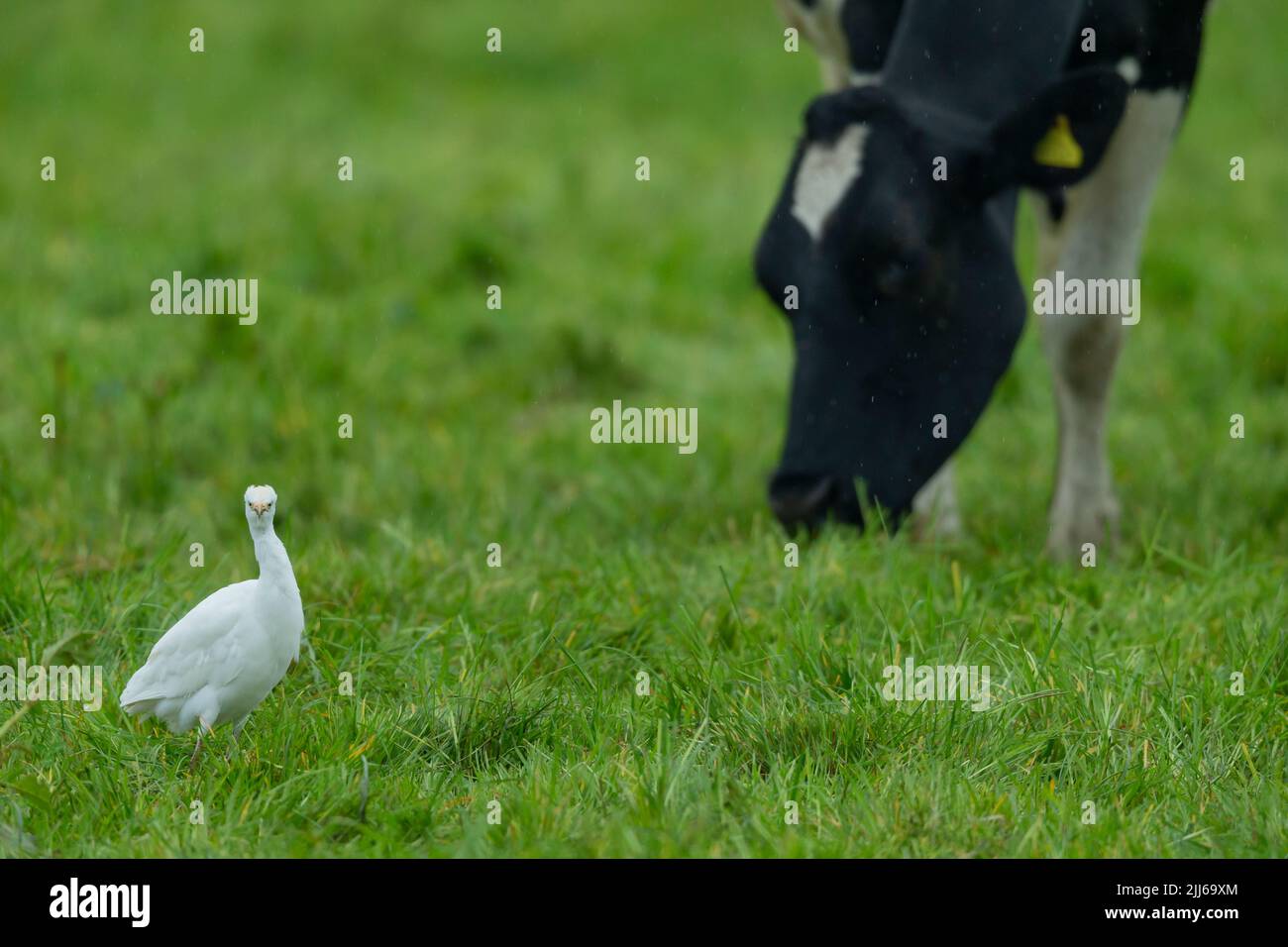 Egret de bétail occidental Bubulcus ibis, dans les terres agricoles des bovins d'élevage, Westhay, Somerset, Royaume-Uni, mai Banque D'Images
