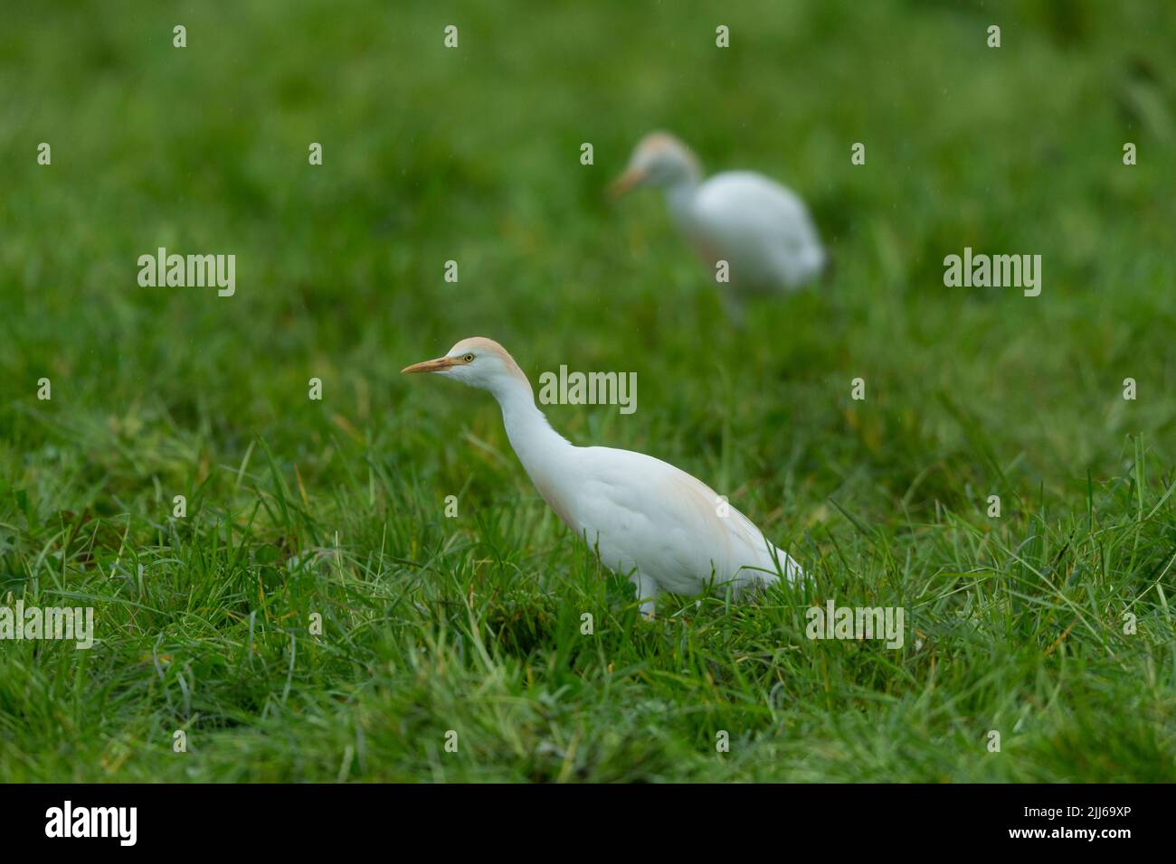 Egret de bétail occidental Bubulcus ibis, dans les terres agricoles, Westhay, Somerset, Royaume-Uni, Mai Banque D'Images