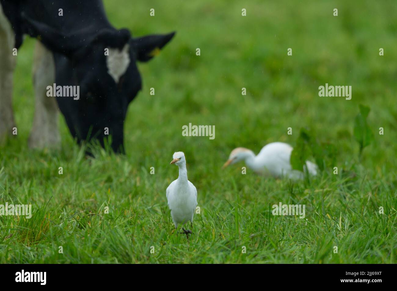 Egret de bétail occidental Bubulcus ibis, dans les terres agricoles des bovins d'élevage, Westhay, Somerset, Royaume-Uni, mai Banque D'Images