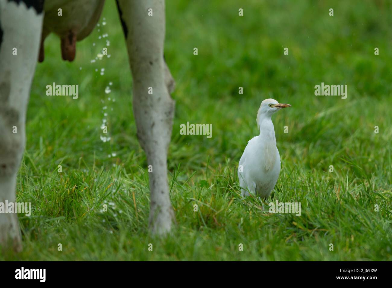 Egret de bétail occidental Bubulcus ibis, dans les terres agricoles des bovins d'élevage, Westhay, Somerset, Royaume-Uni, mai Banque D'Images