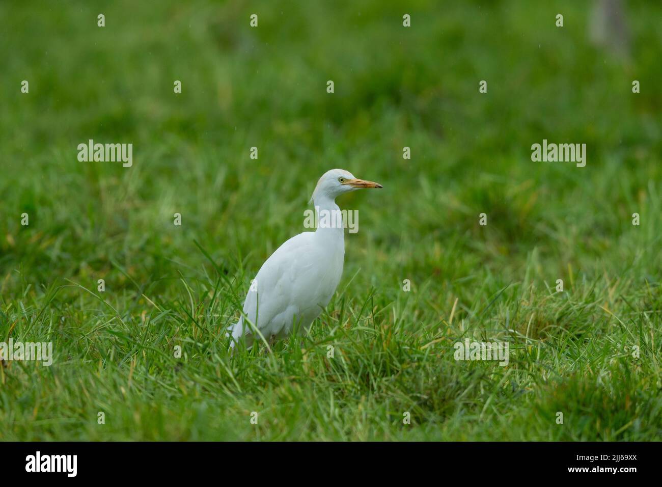 Egret de bétail occidental Bubulcus ibis, dans les terres agricoles, Westhay, Somerset, Royaume-Uni, Mai Banque D'Images