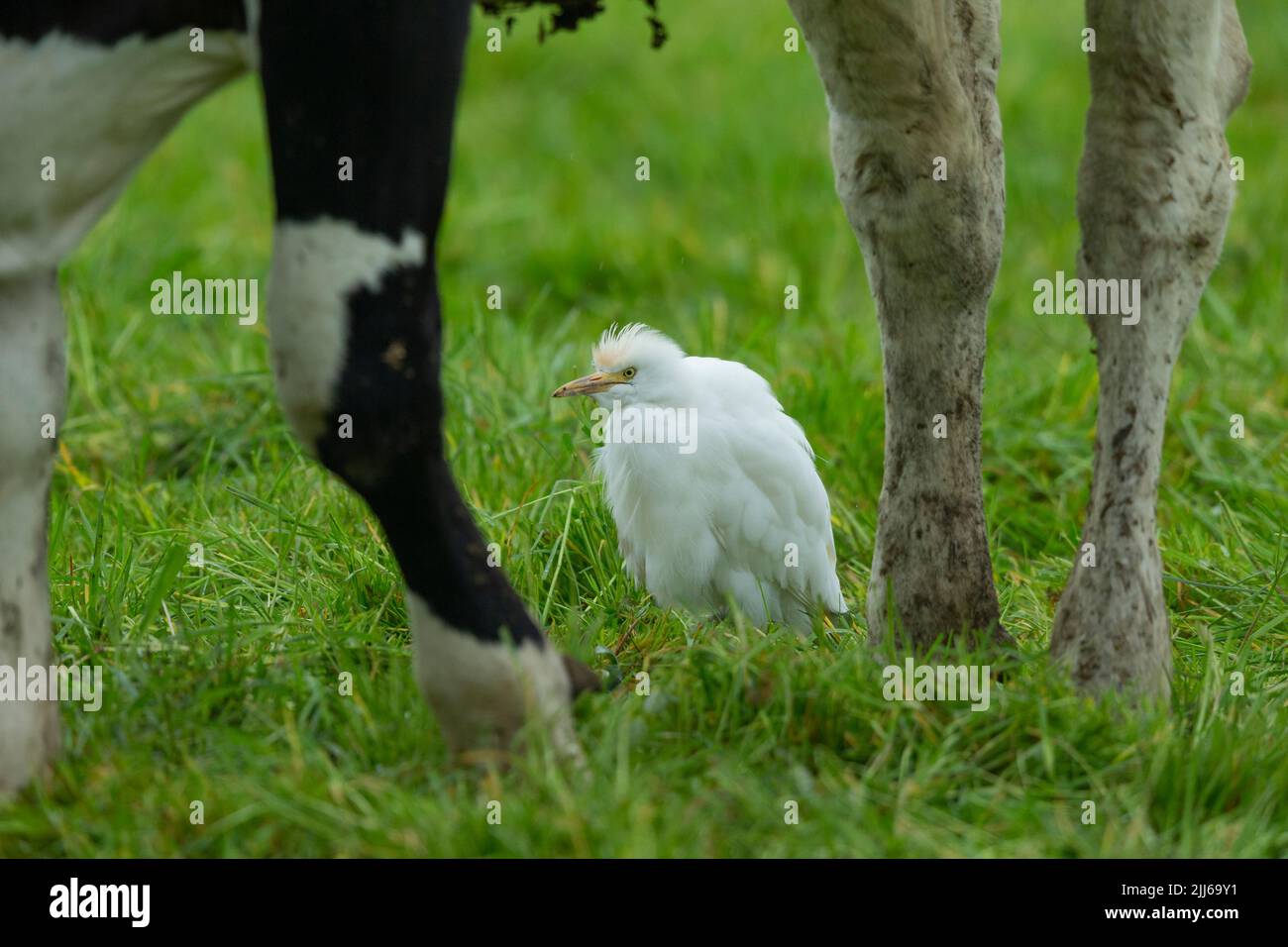 Egret de bétail occidental Bubulcus ibis, dans les terres agricoles des bovins d'élevage, Westhay, Somerset, Royaume-Uni, mai Banque D'Images