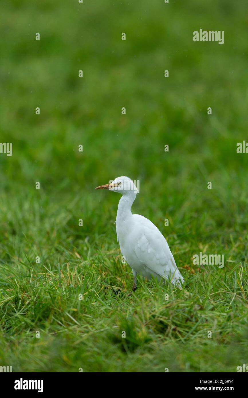 Egret de bétail occidental Bubulcus ibis, dans les terres agricoles, Westhay, Somerset, Royaume-Uni, Mai Banque D'Images