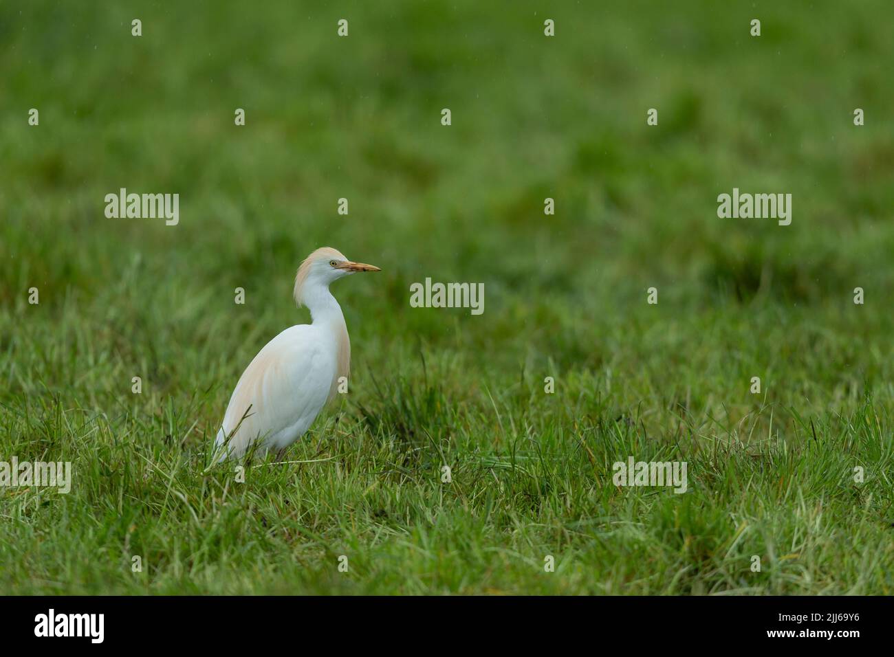 Egret de bétail occidental Bubulcus ibis, dans les terres agricoles, Westhay, Somerset, Royaume-Uni, Mai Banque D'Images