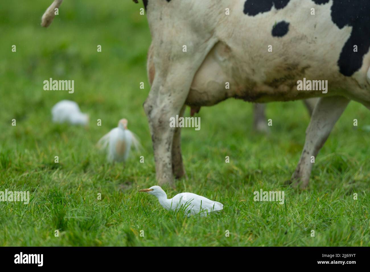 Egret de bétail occidental Bubulcus ibis, dans les terres agricoles des bovins d'élevage, Westhay, Somerset, Royaume-Uni, mai Banque D'Images