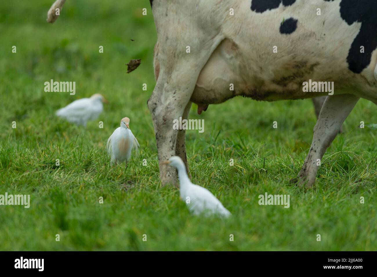 Egret de bétail occidental Bubulcus ibis, dans les terres agricoles des bovins d'élevage, Westhay, Somerset, Royaume-Uni, mai Banque D'Images