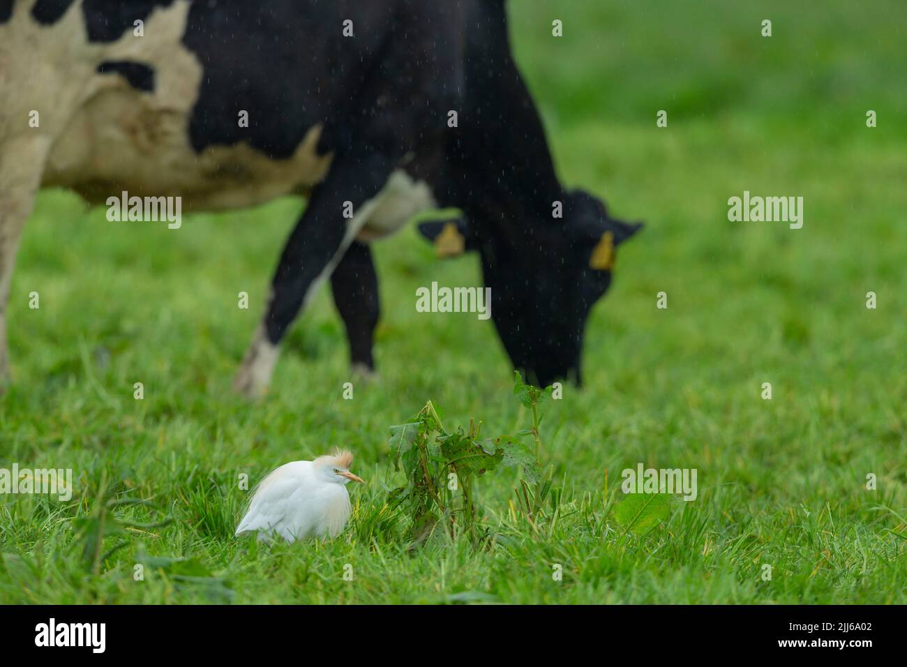 Egret de bétail occidental Bubulcus ibis, dans les terres agricoles des bovins d'élevage, Westhay, Somerset, Royaume-Uni, mai Banque D'Images