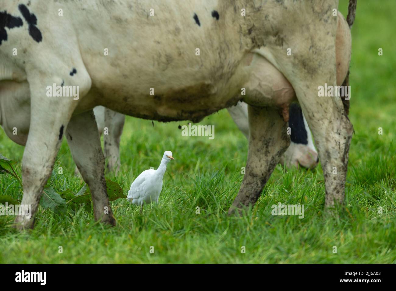 Egret de bétail occidental Bubulcus ibis, dans les terres agricoles des bovins d'élevage, Westhay, Somerset, Royaume-Uni, mai Banque D'Images