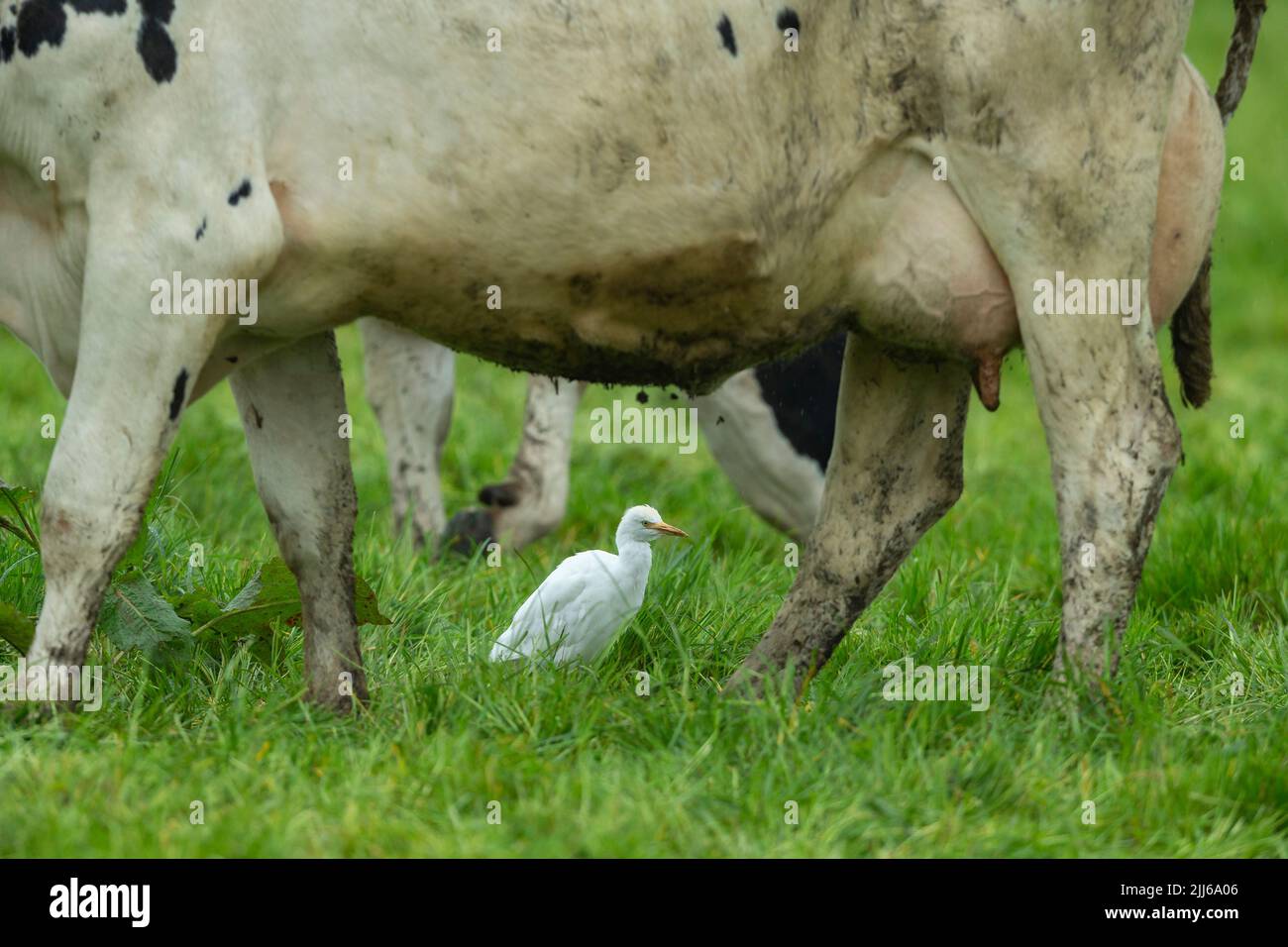 Egret de bétail occidental Bubulcus ibis, dans les terres agricoles des bovins d'élevage, Westhay, Somerset, Royaume-Uni, mai Banque D'Images