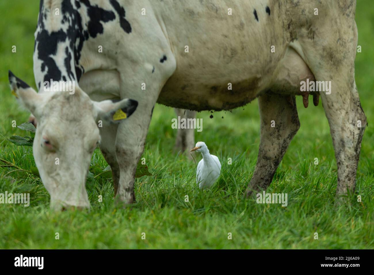 Egret de bétail occidental Bubulcus ibis, dans les terres agricoles des bovins d'élevage, Westhay, Somerset, Royaume-Uni, mai Banque D'Images