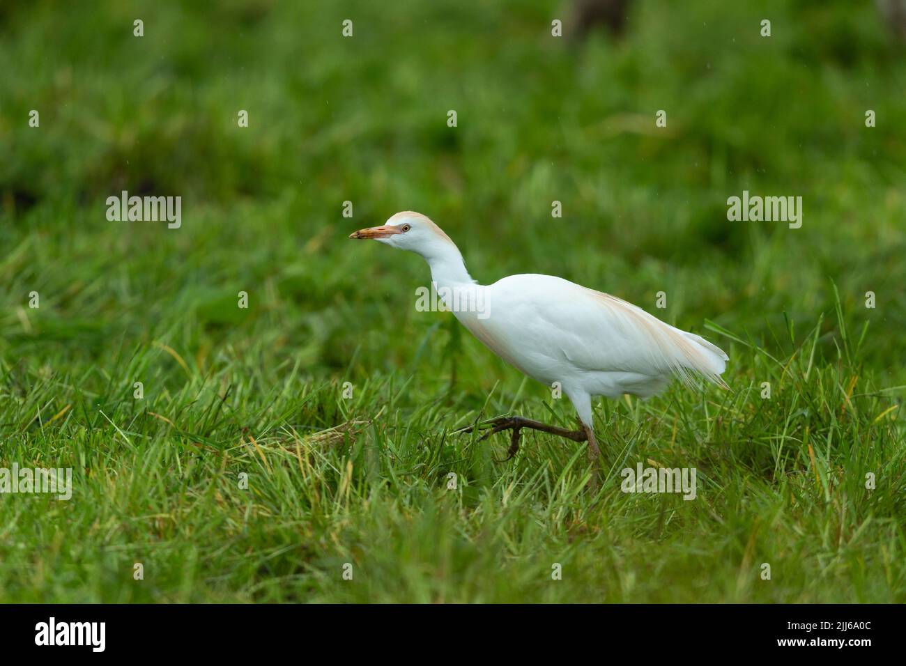 Egret de bétail occidental Bubulcus ibis, dans les terres agricoles, Westhay, Somerset, Royaume-Uni, Mai Banque D'Images