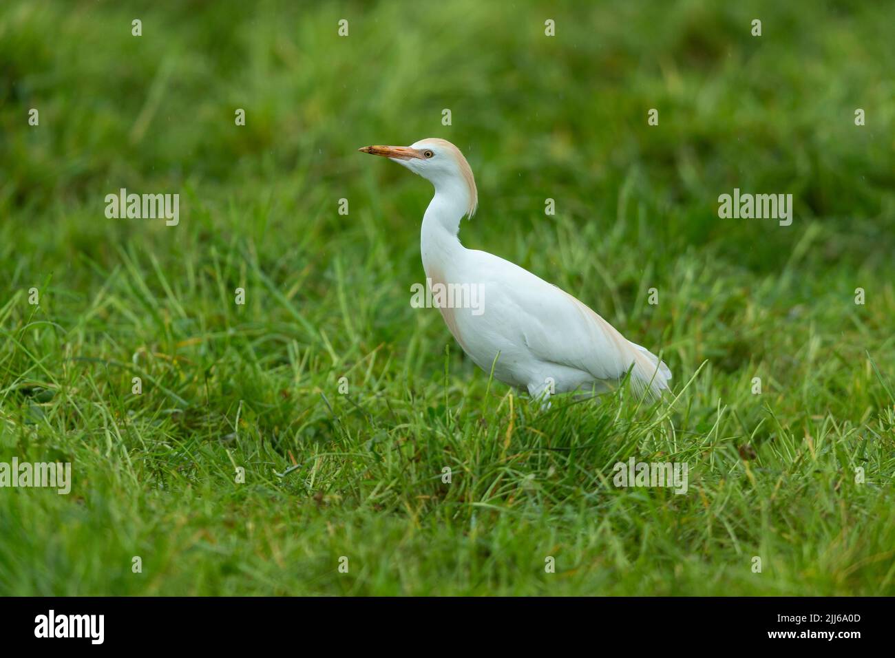 Egret de bétail occidental Bubulcus ibis, dans les terres agricoles, Westhay, Somerset, Royaume-Uni, Mai Banque D'Images