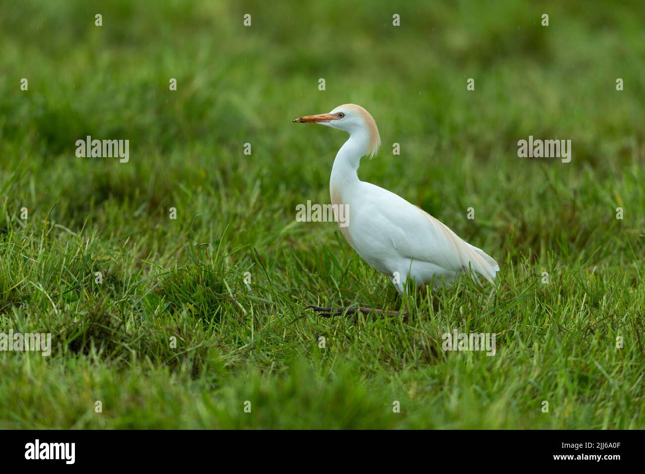 Egret de bétail occidental Bubulcus ibis, dans les terres agricoles, Westhay, Somerset, Royaume-Uni, Mai Banque D'Images