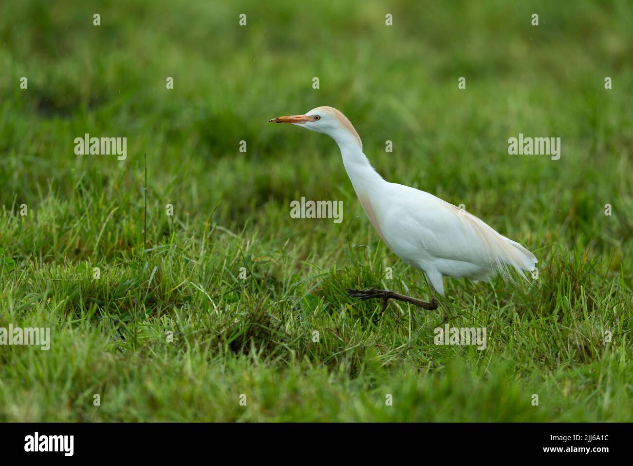Egret de bétail occidental Bubulcus ibis, dans les terres agricoles, Westhay, Somerset, Royaume-Uni, Mai Banque D'Images