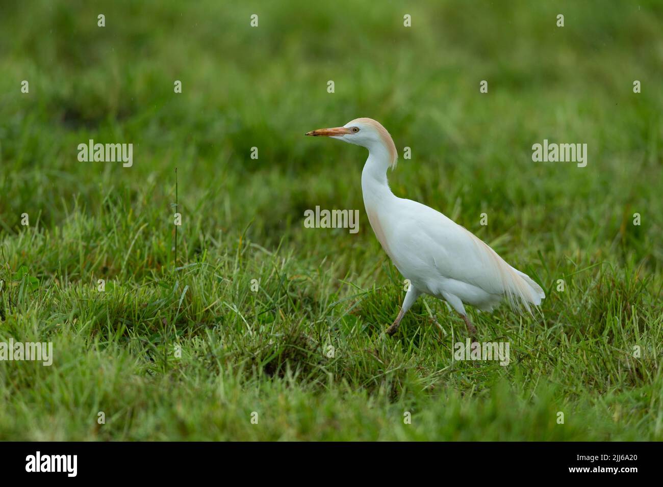 Egret de bétail occidental Bubulcus ibis, dans les terres agricoles, Westhay, Somerset, Royaume-Uni, Mai Banque D'Images