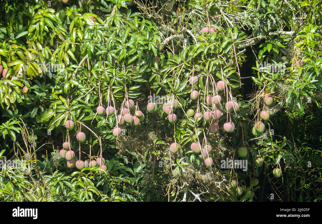 Mangues Miyazaki sur arbre Banque D'Images