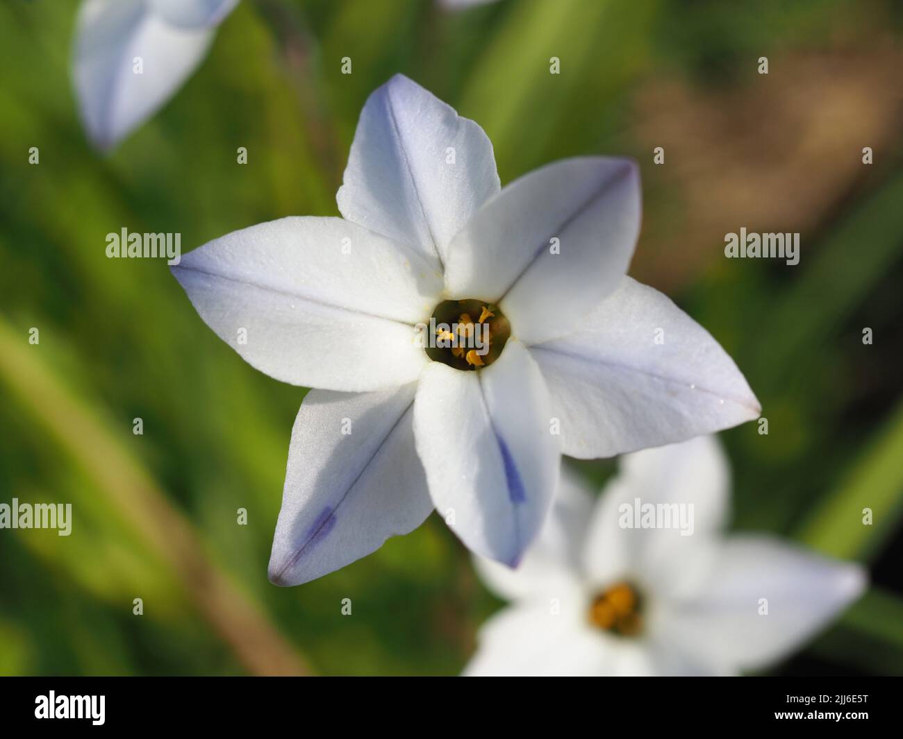 Photo macro d'une fleur de Chionodoxa blanche entièrement ouverte. Également connu sous le nom de gloire de la neige. Banque D'Images
