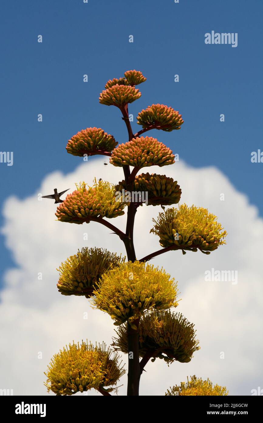 Un colibri visite une plante d'agave en fleurs (Agave Americana), également appelée une plante du siècle, dans le désert américain du Sud-Ouest près de Santa Fe, Nouveau-Mexique Banque D'Images