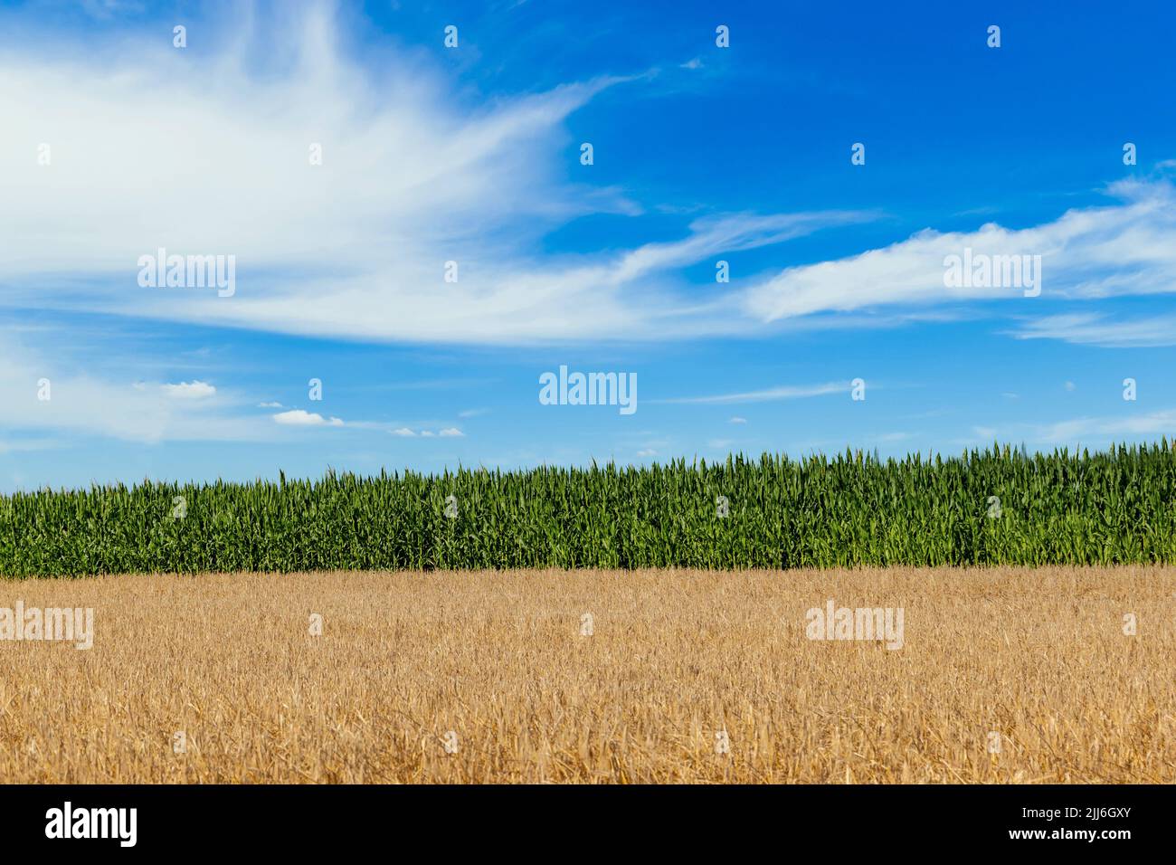 Champ de maïs et champ de blé. Paysage agricole d'été Banque D'Images