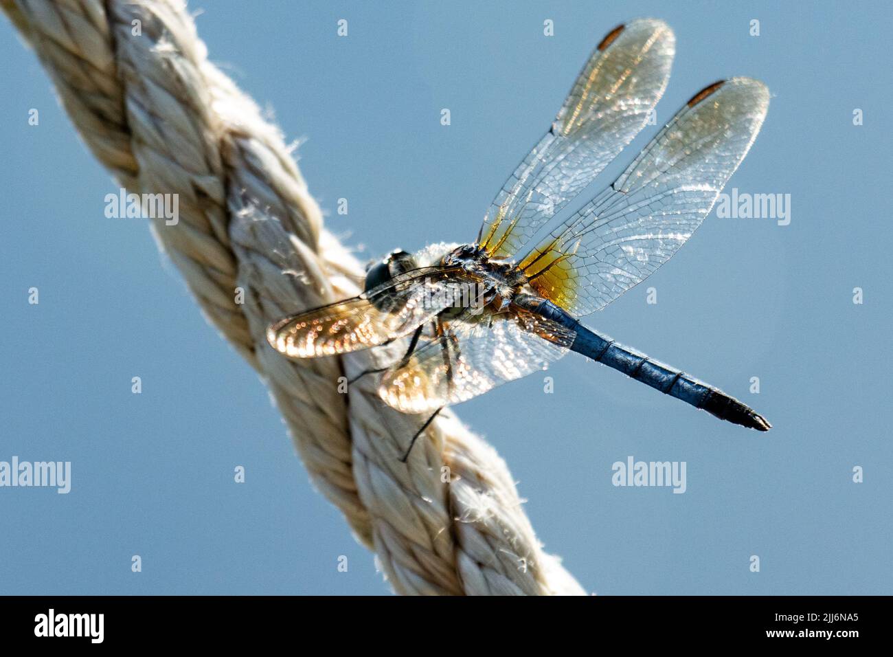 Une libellule dasher bleu mâle repose légèrement sur une corde. Banque D'Images