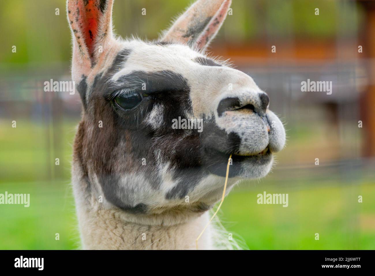 Un gros plan de la tête d'un adorable animal lama d'Amérique du Sud Banque D'Images